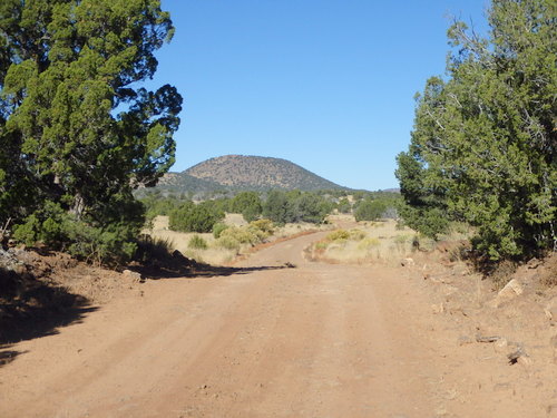 GDMBR: As we climb in altitude we are seeing more and more big shrubs and small trees.